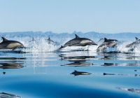 There are many variations